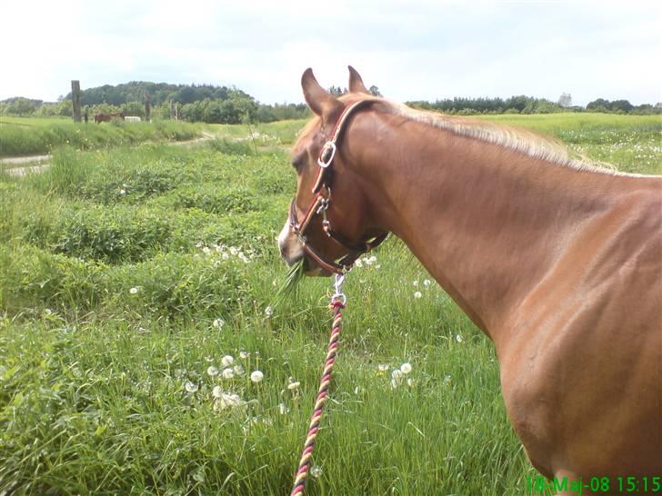 Anden særlig race : Viktoria | ~ Mit Et & Alt ~ - Sommeren 08 billede 19