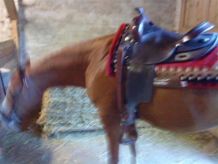 Anden særlig race : Viktoria | ~ Mit Et & Alt ~ - September 09 - Viktoria træt efter en ridetur i skoven .. ´Gaaaab´  billede 20