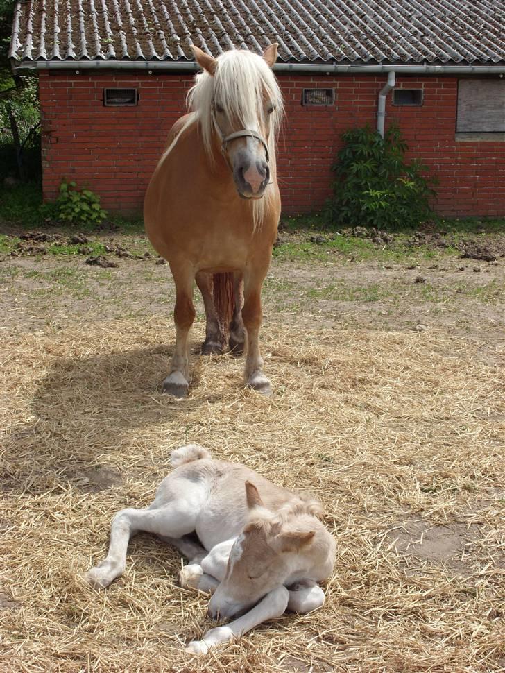 Haflinger Casia billede 20