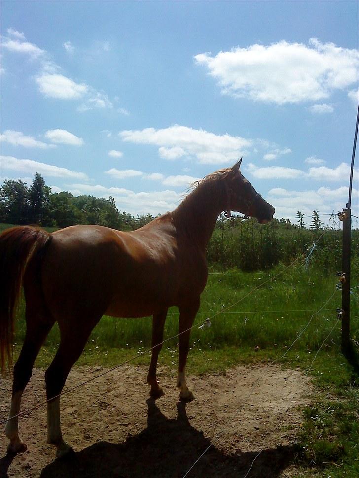 Anden særlig race : Viktoria | ~ Mit Et & Alt ~ - Sommeren 2010 billede 3