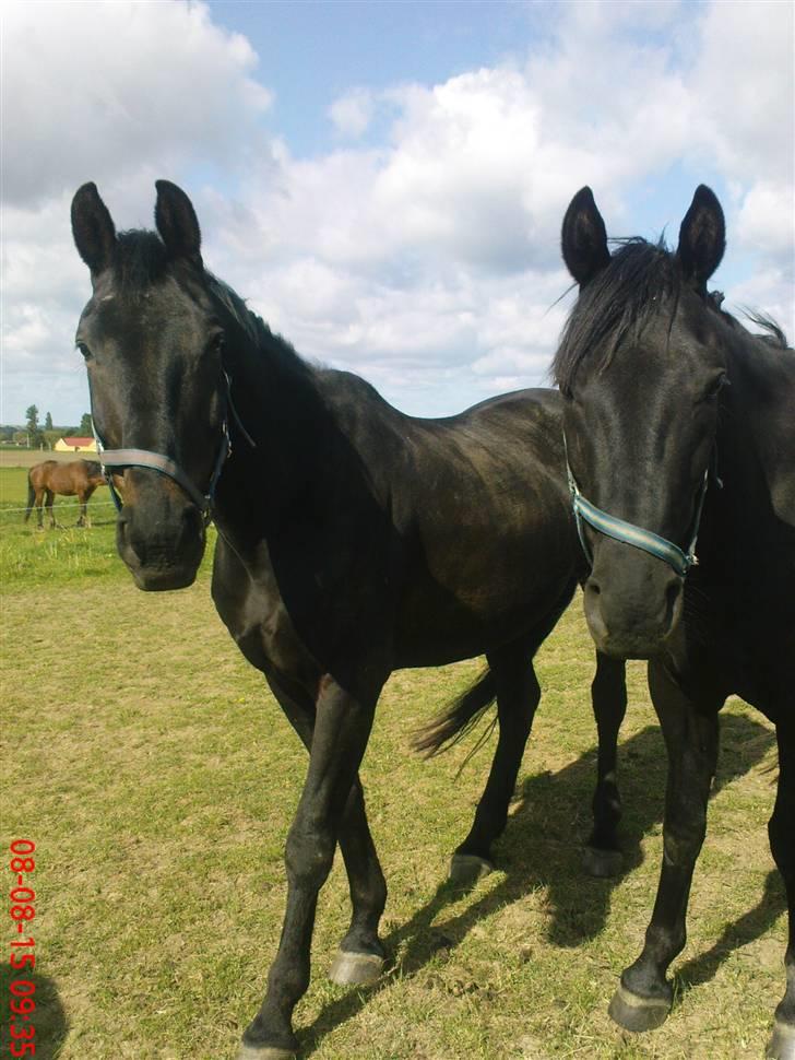 Oldenborg Okholms Makker  - OKholms Makker til højre og Okholms Bogart til venstre på billedet! billede 10