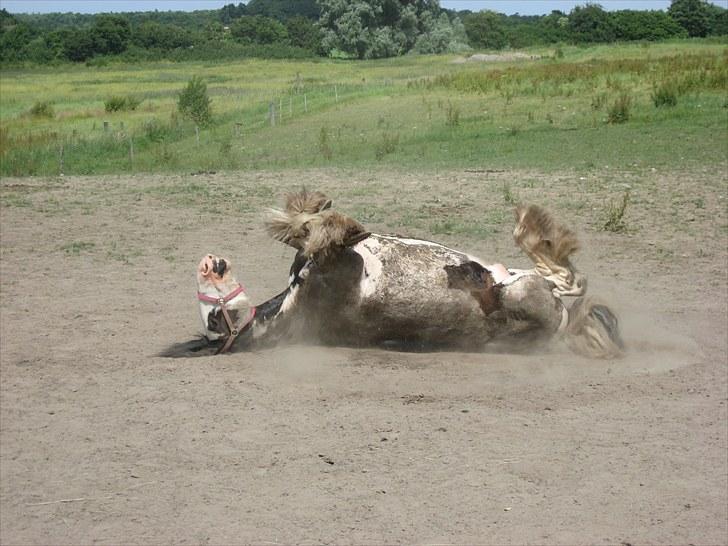 Tinker *Sofus* - Glæde er vel relativt.. billede 6