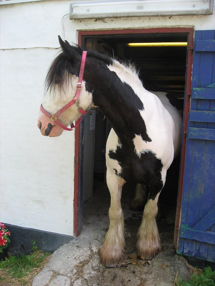 Tinker *Sofus* - Prettyboy!  billede 7