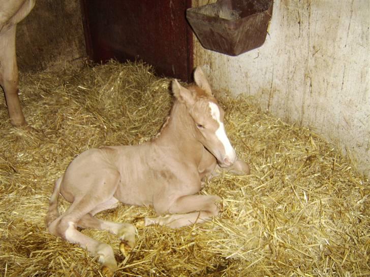 Palomino Bell Feodora - Her er Feodora kun nogle timer gammel billede 18