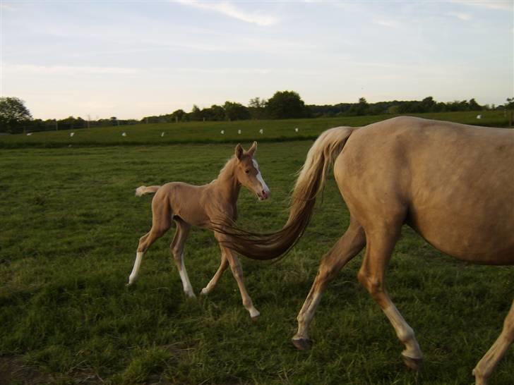Palomino Bell Feodora billede 16