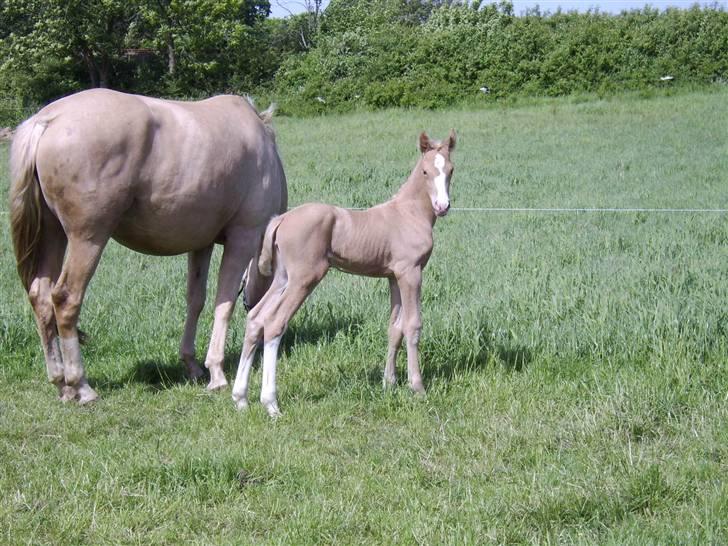 Palomino Bell Feodora billede 14