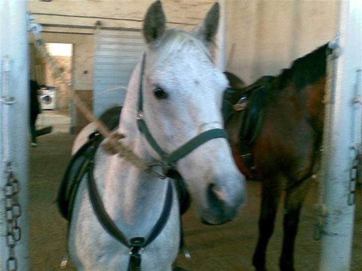 Anden særlig race Napoleon rideskole!SOLGT  - Hej, og velkommen til Napoleons profil {; billede 1