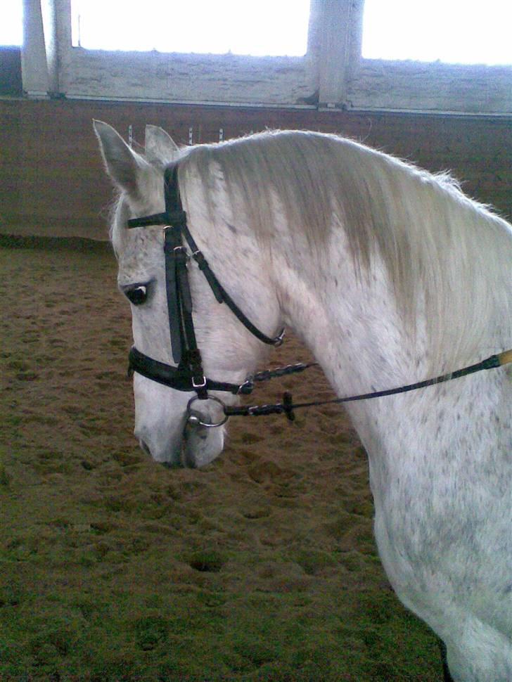 Anden særlig race Napoleon rideskole!SOLGT  - Jeg er til undervisning, i gang med at øve stævne (: billede 2