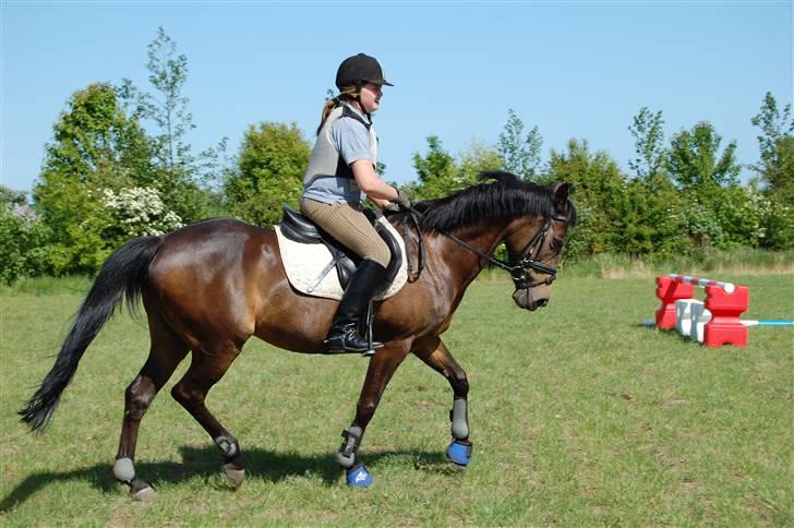 Welsh Pony af Cob-type (sec C) Hamriks Brandy  - Varmer op til springundervisning:) billede 9