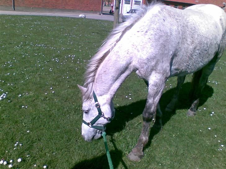 Anden særlig race Napoleon rideskole!SOLGT  - Vi slapper lidt af, og han får sig  lige lidt græs (: billede 3