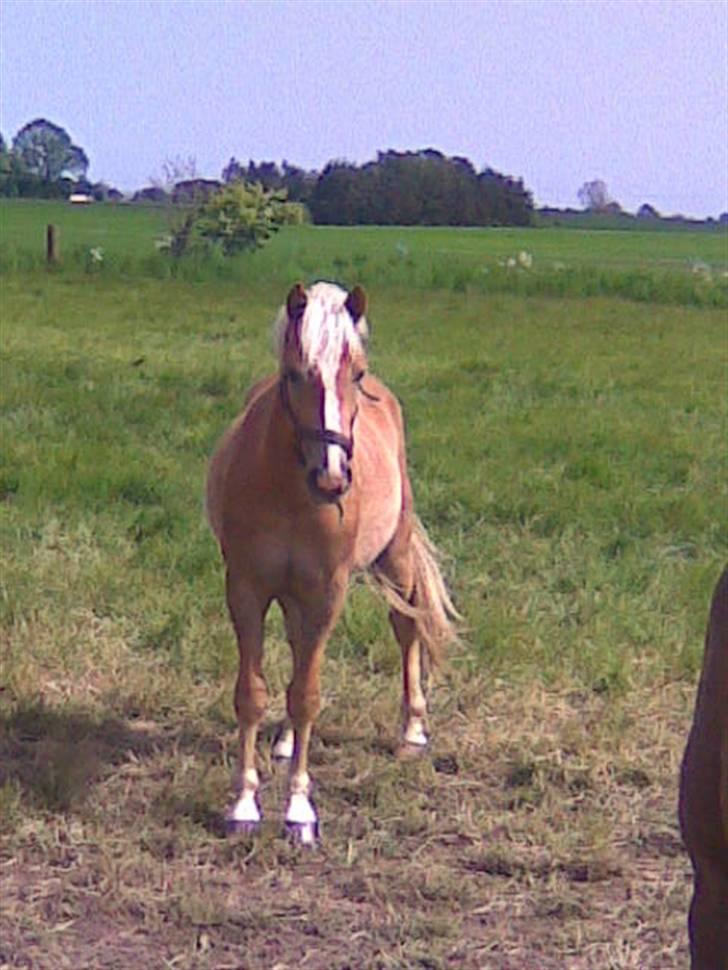 Haflinger Gelstoft Star Shadow - se mig .... tag i dag  billede 12