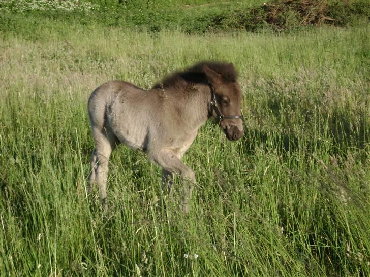 Islænder Sólon R.I.P <3 - Sólon trasker lidt rundt i det høje græs, en varm sommer dag:D billede 6