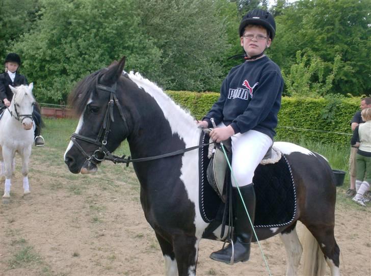 Pinto Dixie billede 5