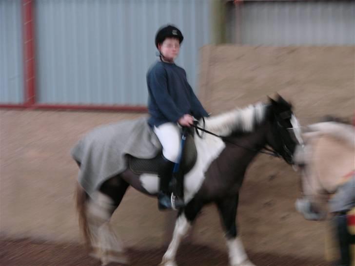 Pinto Dixie billede 9