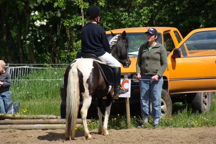 Pinto Dixie - og så lige dommerens kommentar billede 11