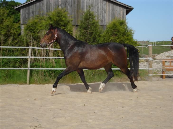 Anden særlig race Charlie  - 28. maj 2008 billede 8