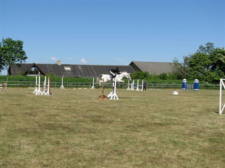 Shagya Araber (SH) Eminent Bajar billede 12