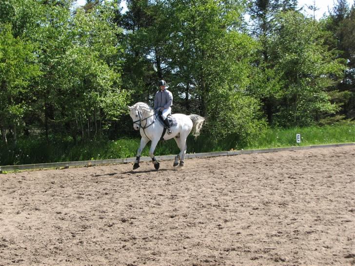 Shagya Araber (SH) Eminent Bajar billede 15