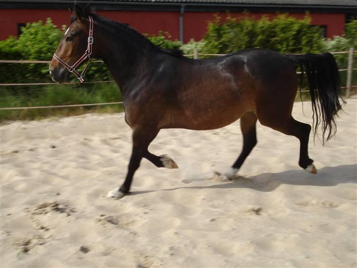 Anden særlig race Charlie  - 28. maj 2008 billede 9