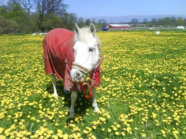 Connemara Teglstrups Baroness <3  - Nr.18  mmmm hun elsker mælkebøtter;D billede 17