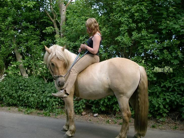 Anden særlig race Basse - Min lille hygge trold som elsker at nuller sko. billede 5