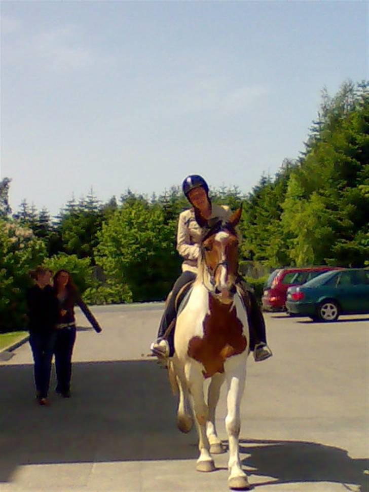 Anden særlig race Toffie SAVNER DIG :'( - Hulk , sidste ridetur på bassen <3 Elsker ham altid ! :´) d 28 Maj 2008 [Foto: Moar] billede 13