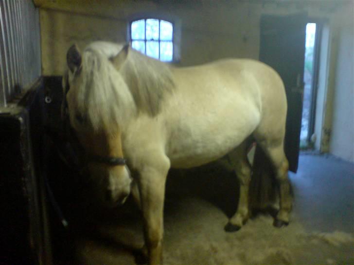 Anden særlig race Basse - En træt bøllefrø efter en stor strigle tur. billede 6