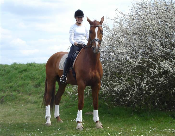 Dansk Varmblod Dupont "C" - Vores første stævne sammen, søndag d. 1/6. LA1 til 66,6. Foto Ida M. billede 14