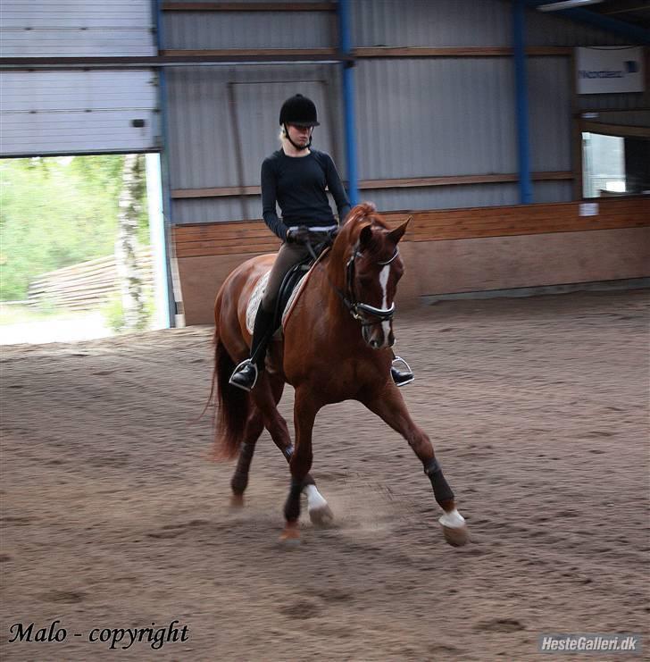 Dansk Varmblod Dupont "C" - Træning d. 9/7-08. Foto Malene billede 15