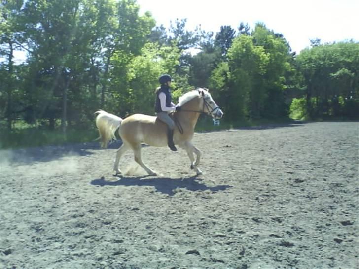 Haflinger sander (Gl. part) - galop hehe billede 19