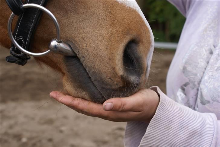 Welsh Partbred (Sec F) Zena - elsker bare det her billede billede 9