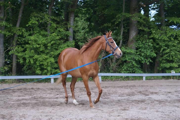 Welsh Partbred (Sec F) Zena - nu er zena virkelig ved at blive en rigtig flot dame billede 10
