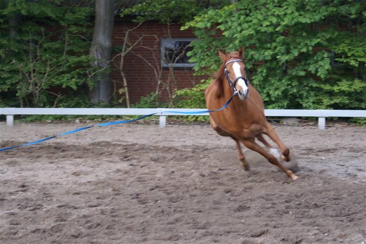 Welsh Partbred (Sec F) Zena - alt hvad zena laver går stærkt  billede 11