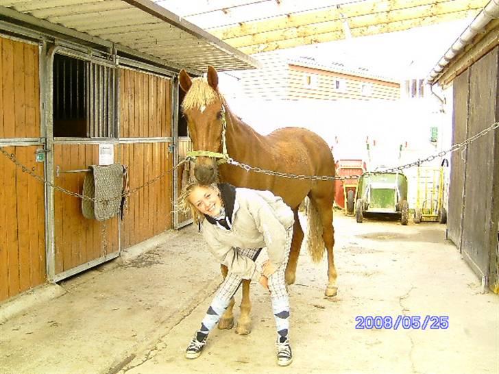 New Forest Benjamin - Halløjsa (: billede 7