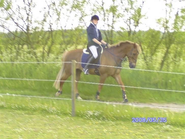 New Forest Benjamin - på vej ned til springbanen (: billede 8