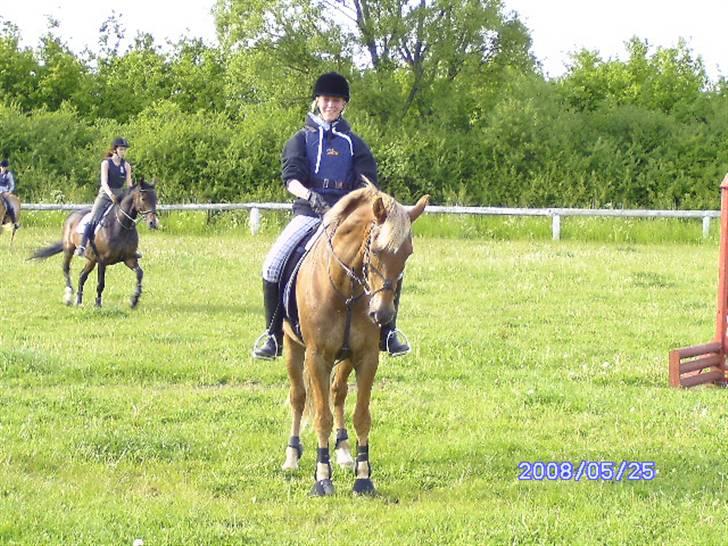 New Forest Benjamin - Under træningen . sikke fin du er buller <3 billede 9