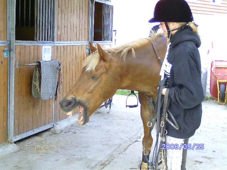 New Forest Benjamin - Lige kommet ind efter springtræning. Du ser da træt ud bølle :D det må ha været hårdt? billede 10