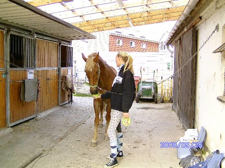 New Forest Benjamin - Ikke færdige før du har fået noget af din lakridsslikkesten, haha (:  billede 11