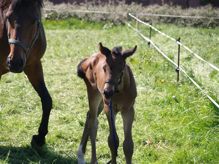 Dansk Varmblod Østergårdens Sabrina - Heeh, hun kan også række tunge :b  billede 11