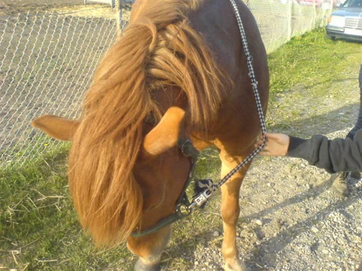 Islænder þalli fra Blochgaarden RIP - 28 maj 2008. - på besøg hos Palli. Efter 3 år i troen om af han var død, ser jeg ham igen. Grædefærdig indeni, men smilende {: billede 10