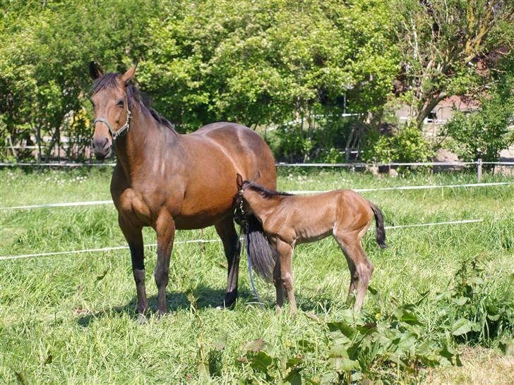 Dansk Varmblod Østergårdens Sabrina - Sabrina er mors ynglings baby :p billede 13