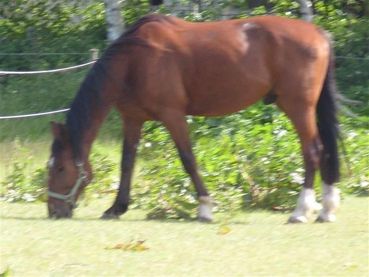 Traver hazel park (d) billede 11