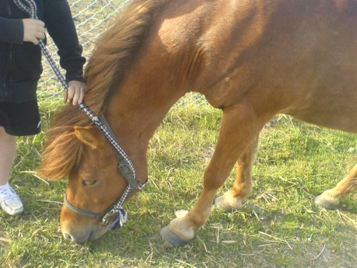 Islænder þalli fra Blochgaarden RIP - 28 maj 2008. - på besøg hos Palli. Efter 3 år i troen om af han var død, ser jeg ham igen. Grædefærdig indeni, men smilende {: billede 13