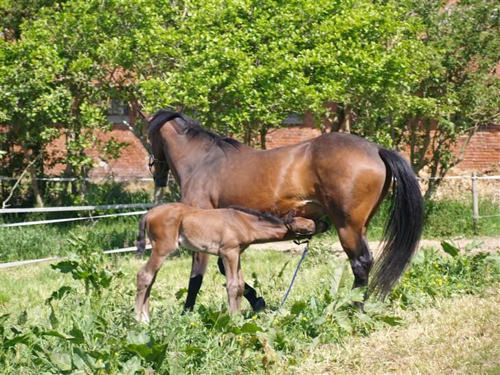 Dansk Varmblod Østergårdens Sabrina - Sabrina :b billede 14