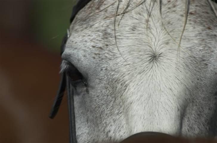 Anden særlig race Napoleon rideskole!SOLGT  - Lige været ude at bade <3 Skøøøøøønt billede 4