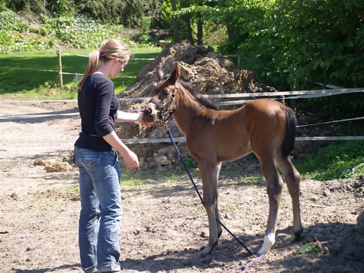 Dansk Varmblod Østergårdens Sabrina - Sabrina og jeg :b billede 15