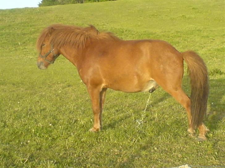 Islænder þalli fra Blochgaarden RIP - Her er han lige blevet sat ud på marken. tisser lidt, som han plejer {´:<3 billede 18