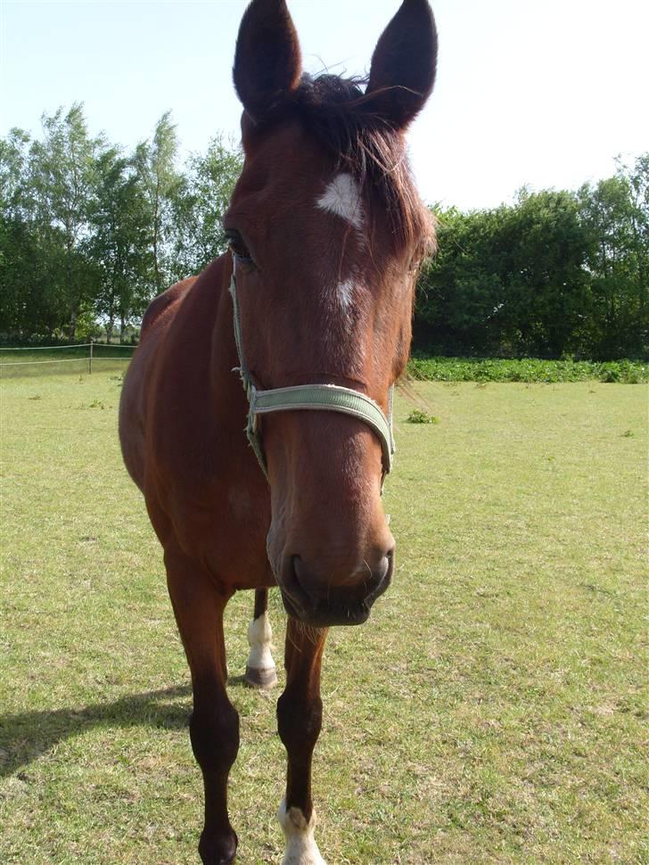 Traver hazel park (d) billede 12