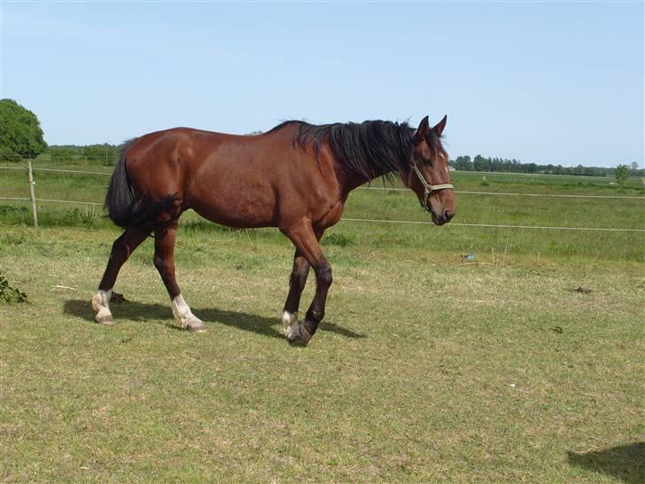 Traver hazel park (d) billede 13