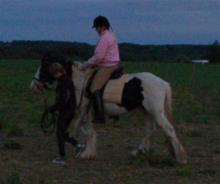 Irish Cob Egehøj`s Piano  - Piano under ryttr for første gang!  billede 13